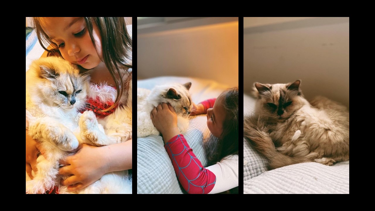 Alizée partage des photos touchantes de son chat adoré qui vient de mourir.
