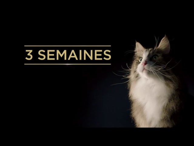 Pub Purina Pro plan Liveclear novembre 2020