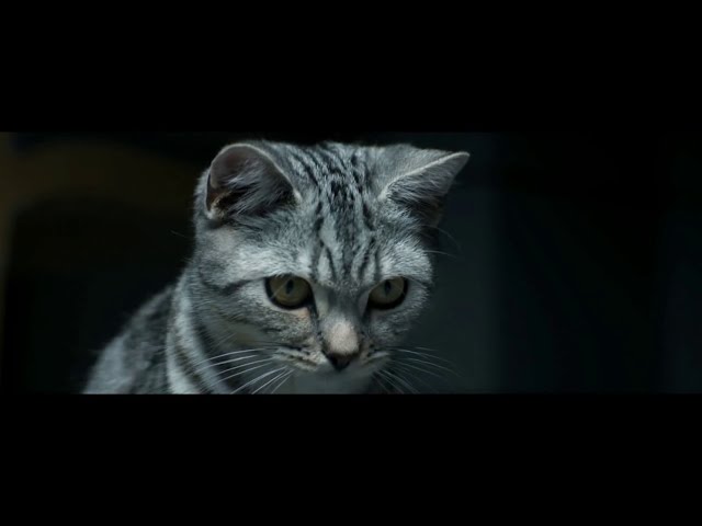 Pub Whiskas – la brosse à cheveux octobre 2020
